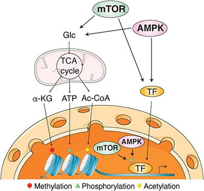 Editorial: AMPK and mTOR Beyond Signaling: Emerging Roles in Transcriptional Regulation